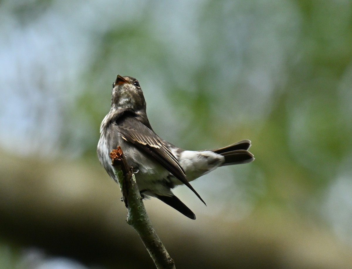 חטפית כהה - ML645437983