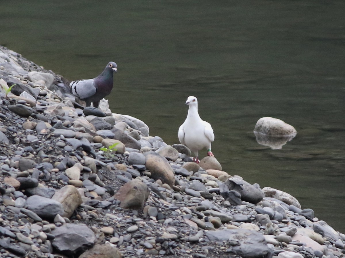 Haitz-usoa (etxekoa) - ML645437984