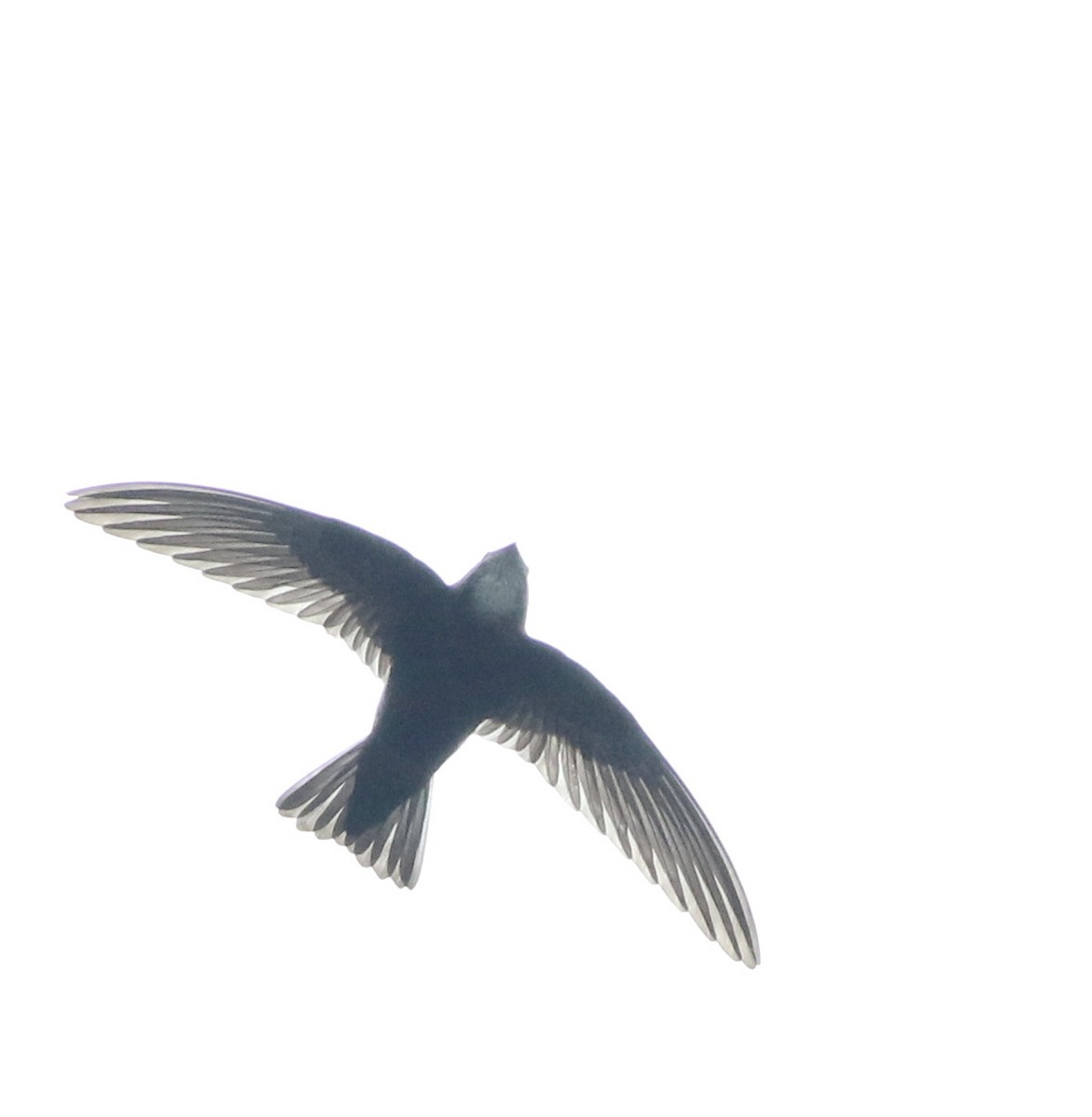 House Swift - ML645437988