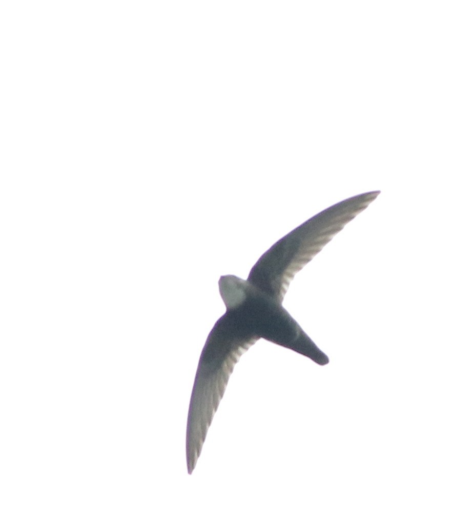 House Swift - ML645437990