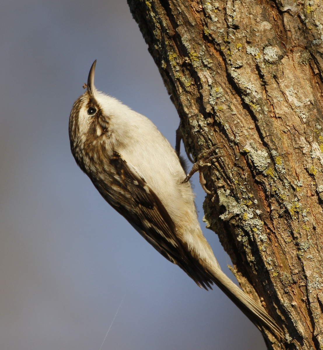 Brown Creeper - ML645437992
