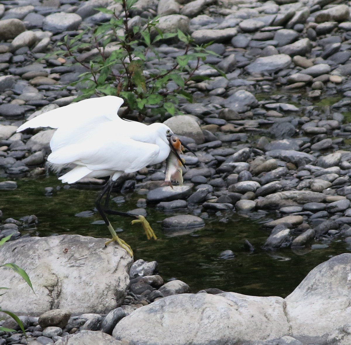 Little Egret - ML645437994