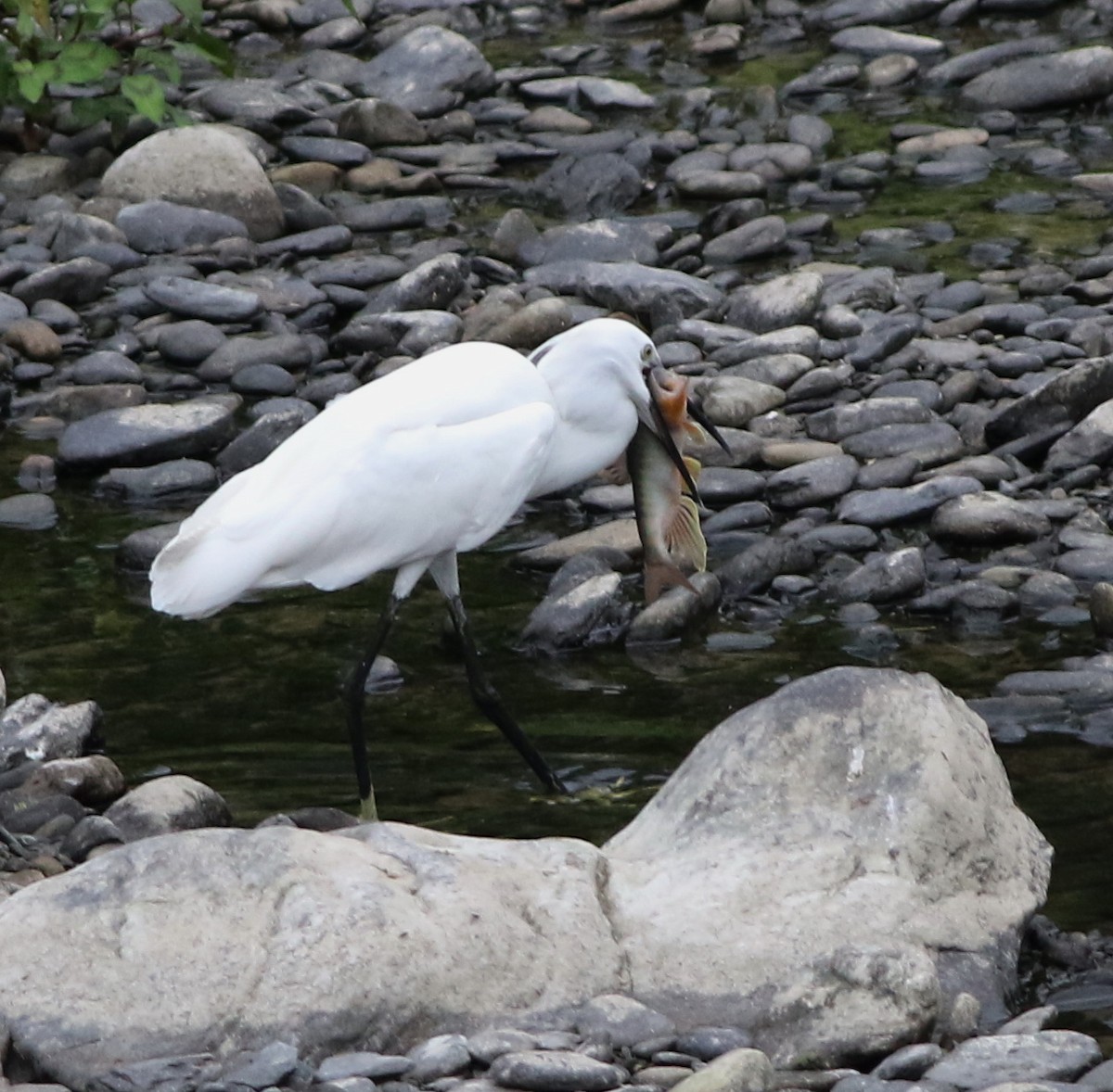 Little Egret - ML645437995