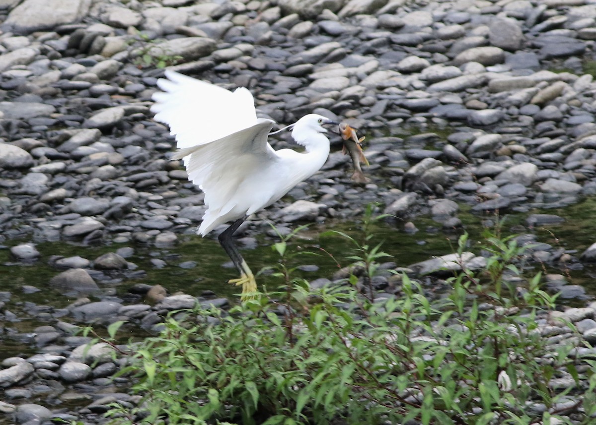 Little Egret - ML645437996