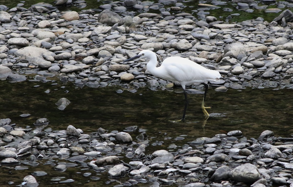 Little Egret - ML645437997