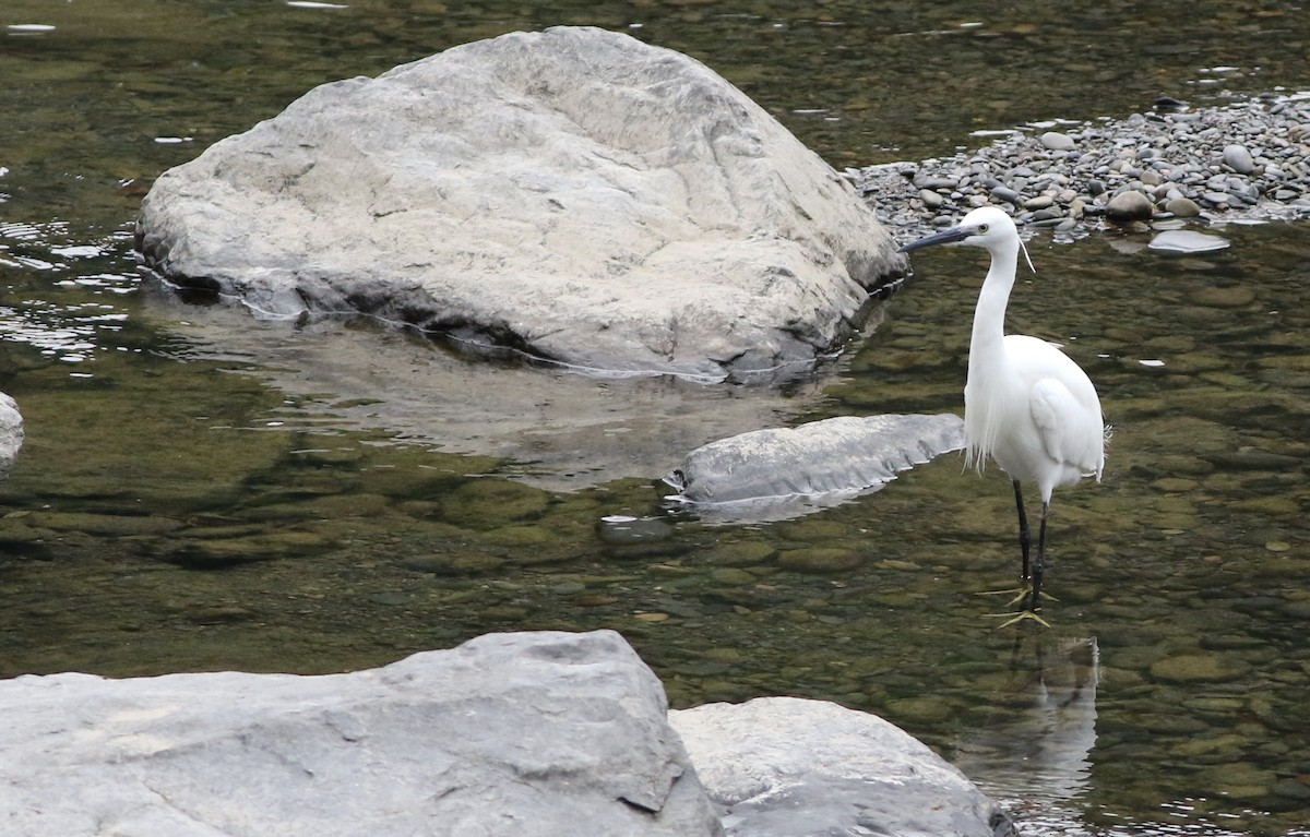 Little Egret - ML645437998