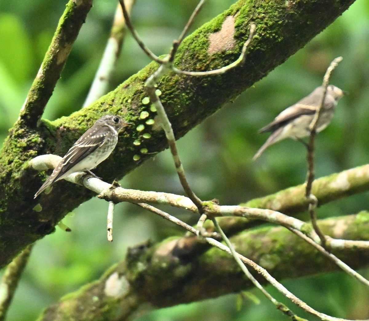 חטפית כהה - ML645437999