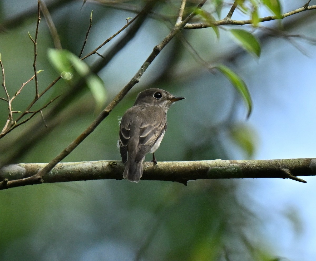 חטפית סיבירית - ML645438003