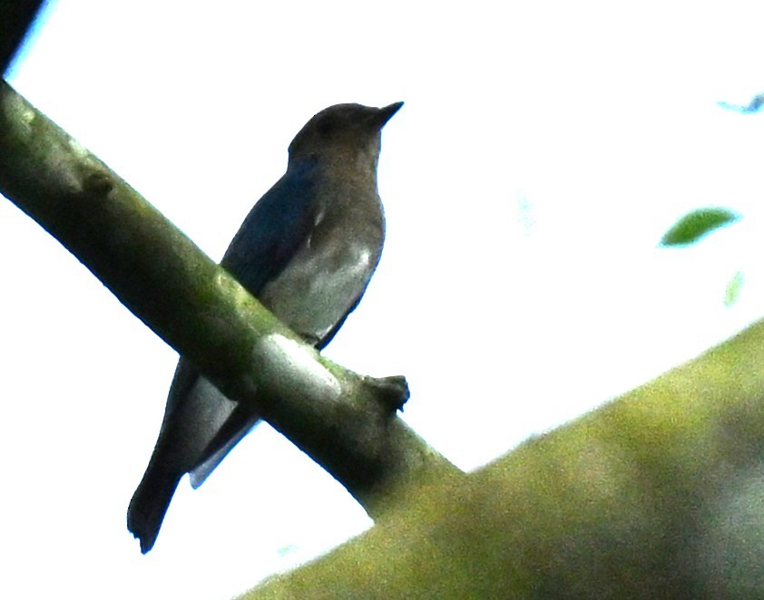 Blue-and-white/Zappey's Flycatcher - ML645438015
