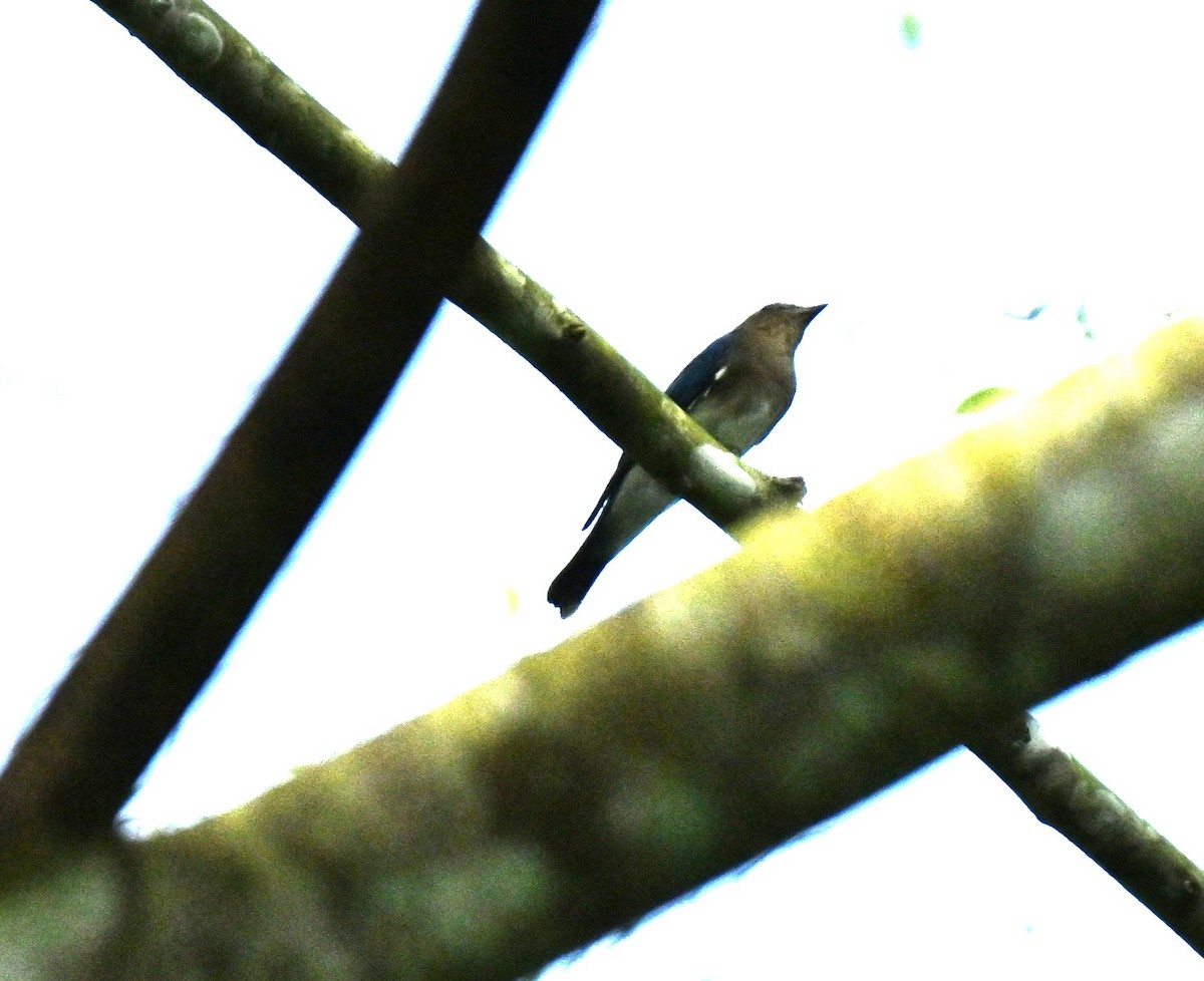 Blue-and-white/Zappey's Flycatcher - ML645438016