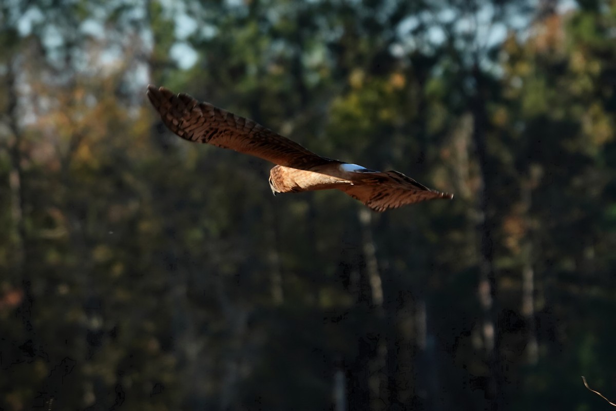 Лунь американський - ML645438023