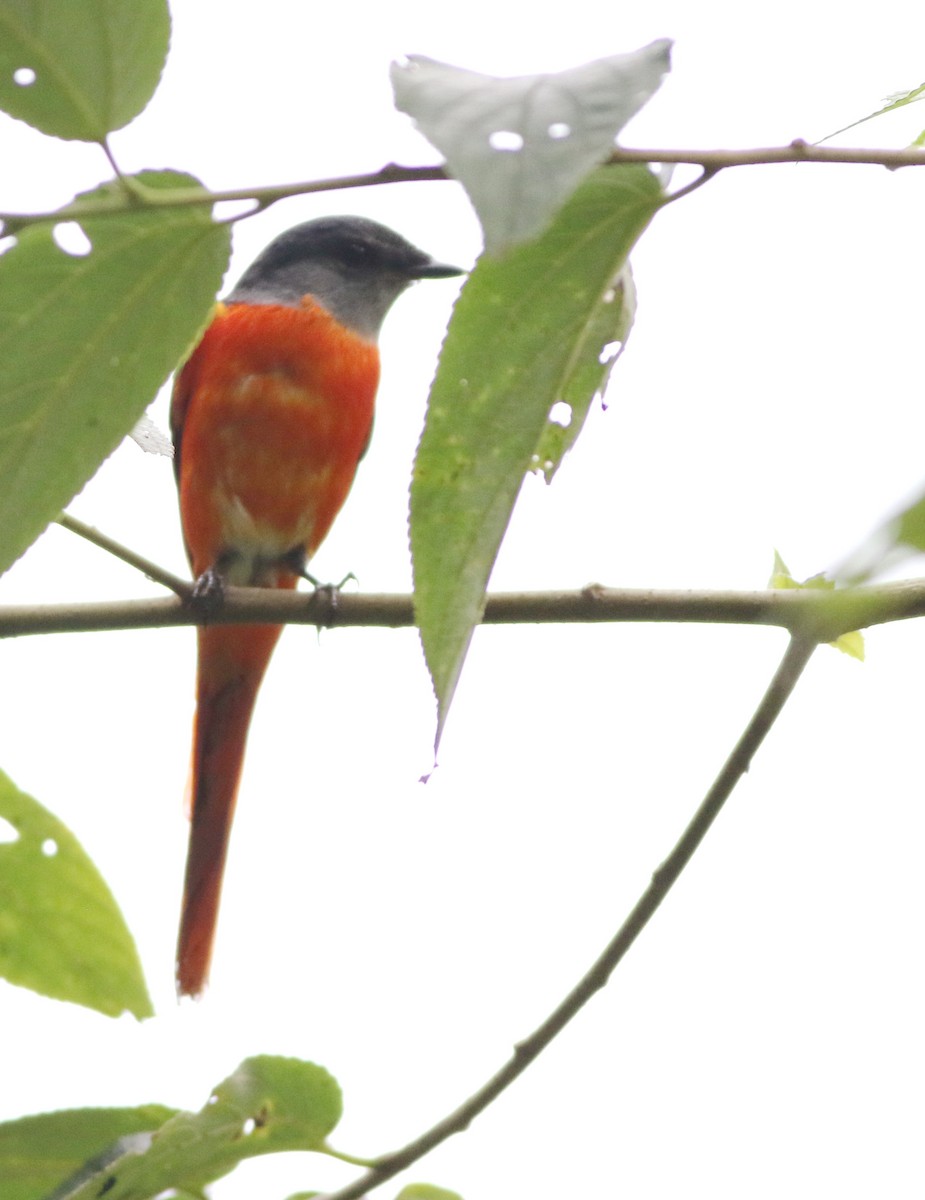 gråhakemønjefugl - ML645438025