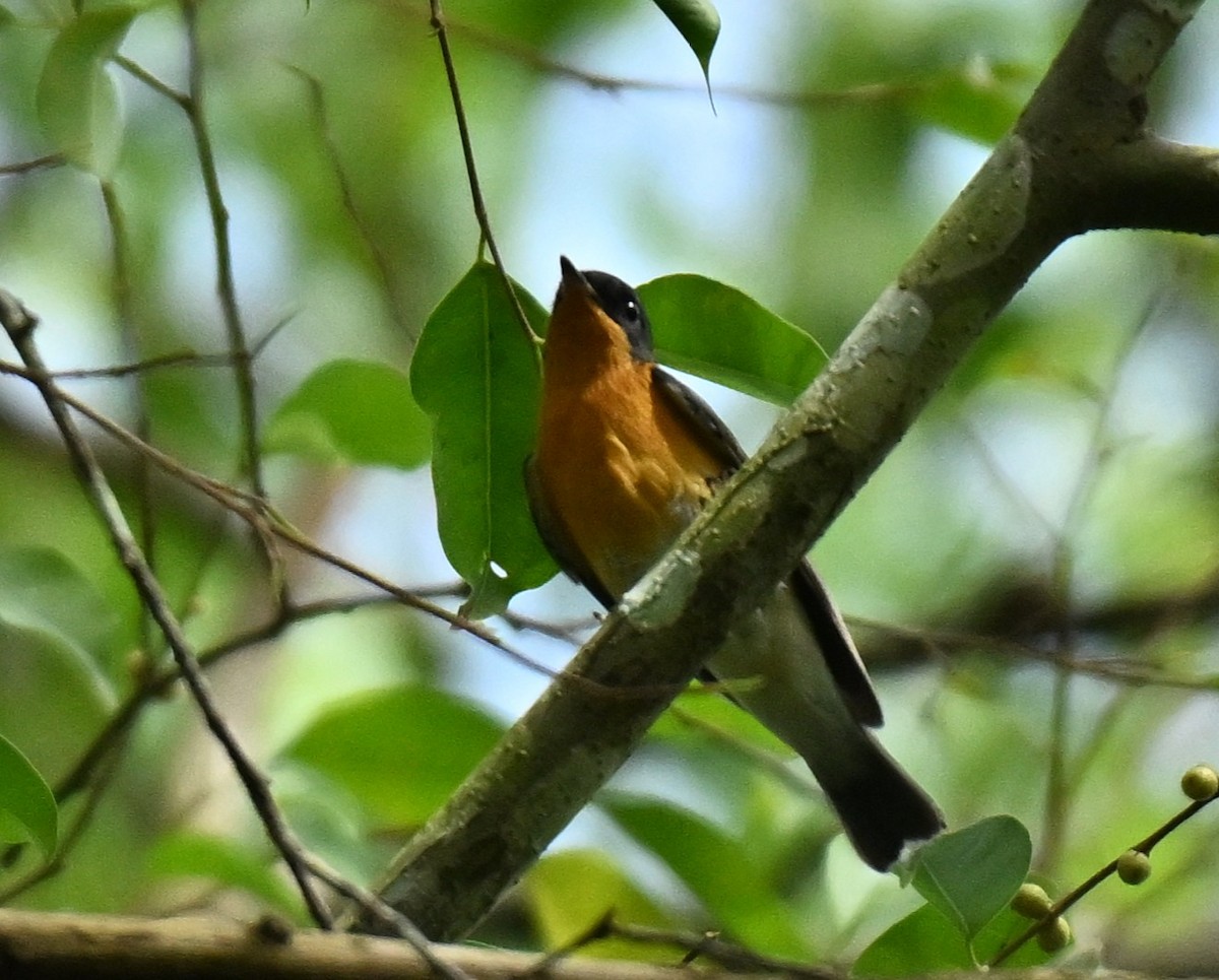 חטפית מוגימקי - ML645438027