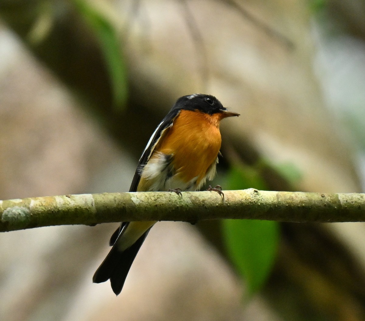 חטפית מוגימקי - ML645438028