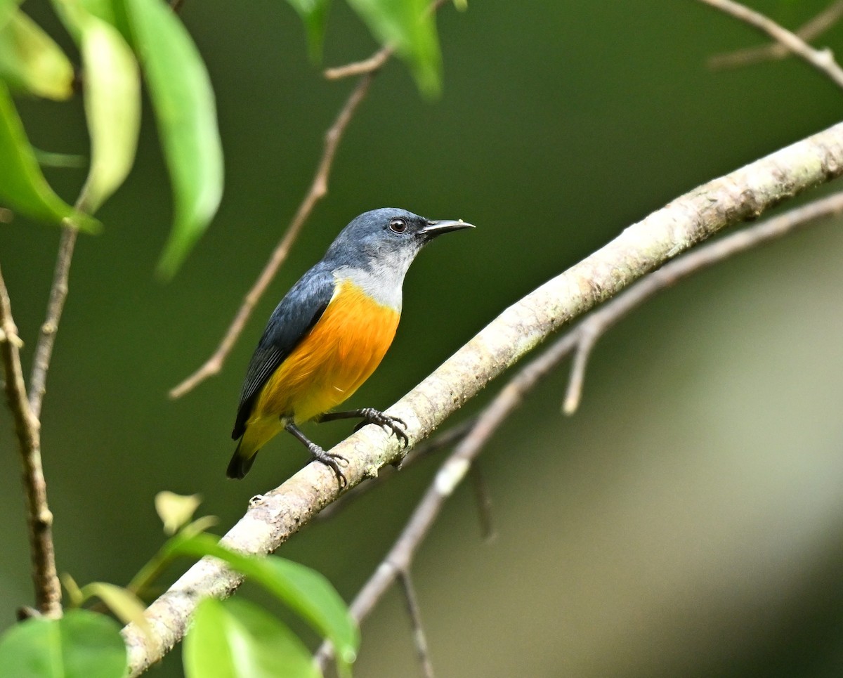 Orange-bellied Flowerpecker - ML645438032