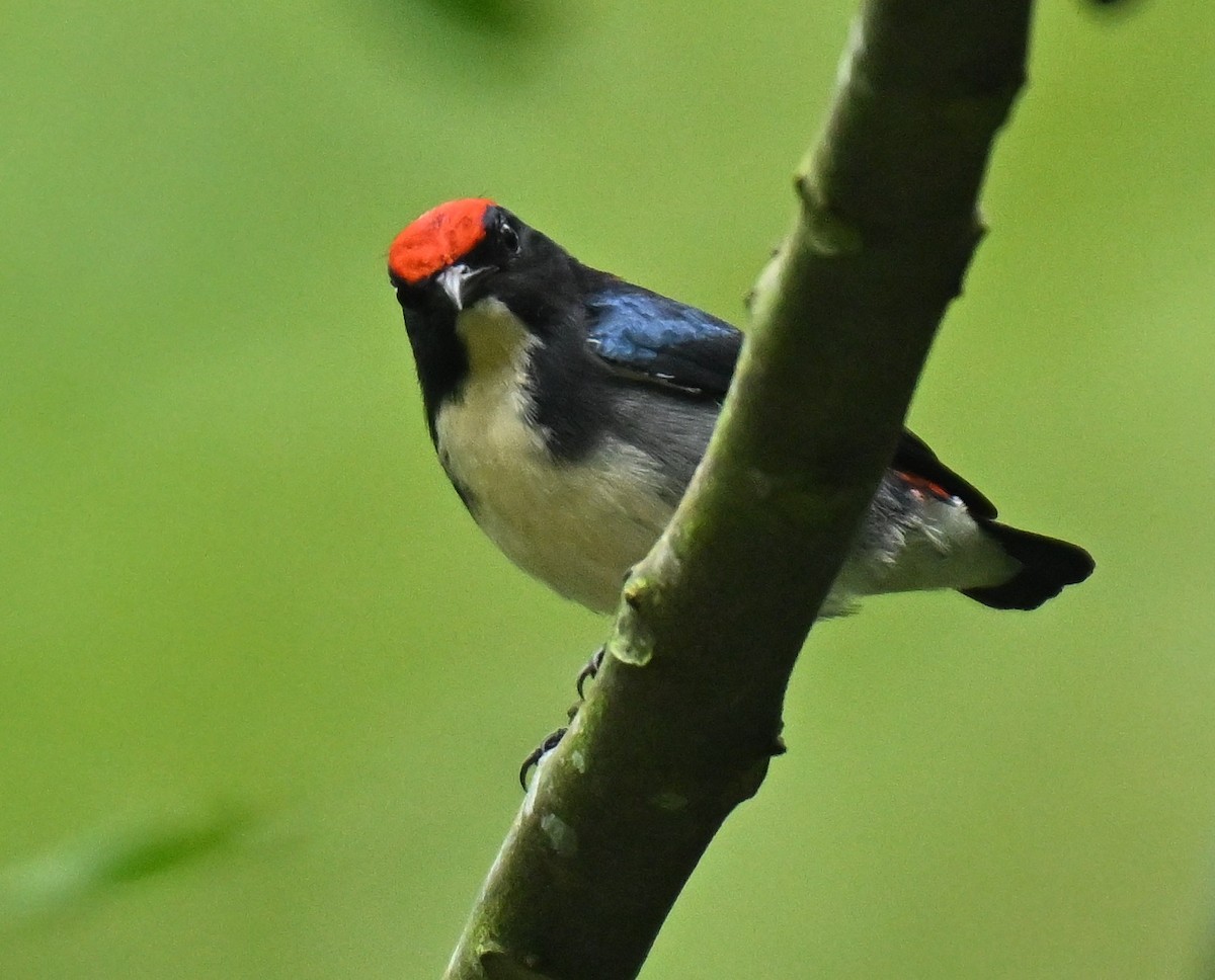Scarlet-backed Flowerpecker - ML645438034