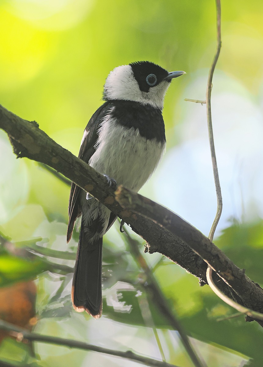 Pied Monarch - ML645438041