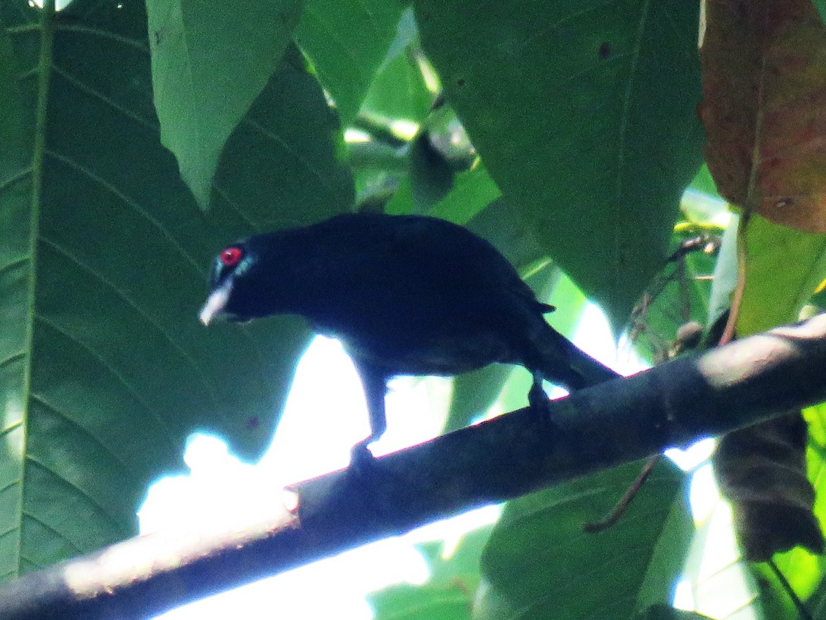 Metallic Starling - ML645438050