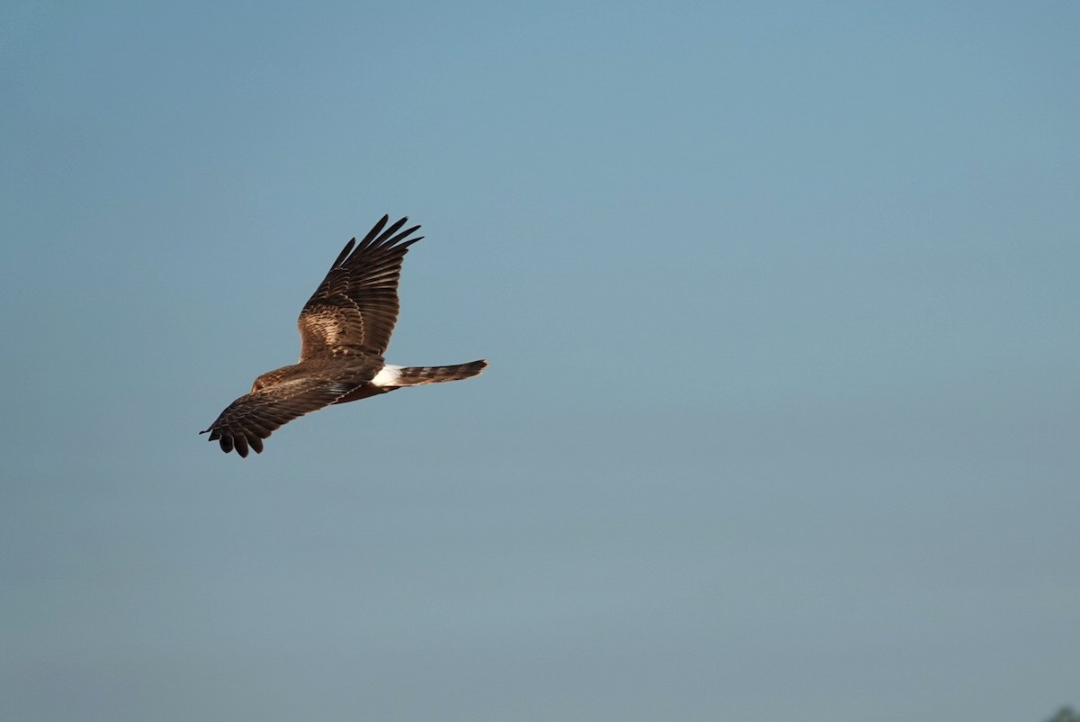 Лунь американський - ML645438051