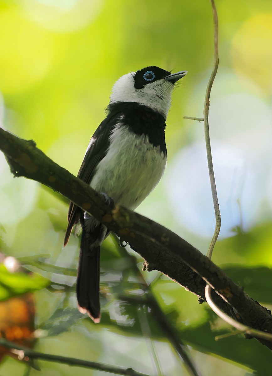 Pied Monarch - ML645438056
