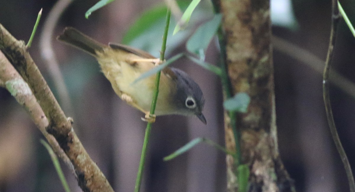 メジロチメドリ - ML645438072