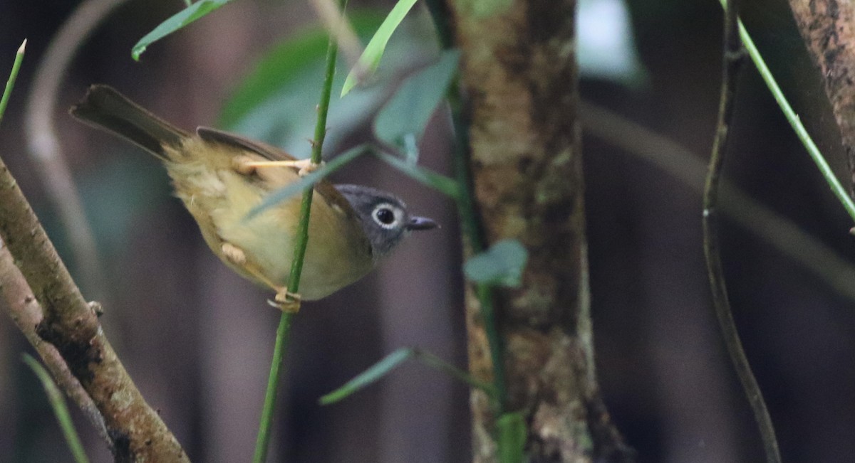 メジロチメドリ - ML645438073