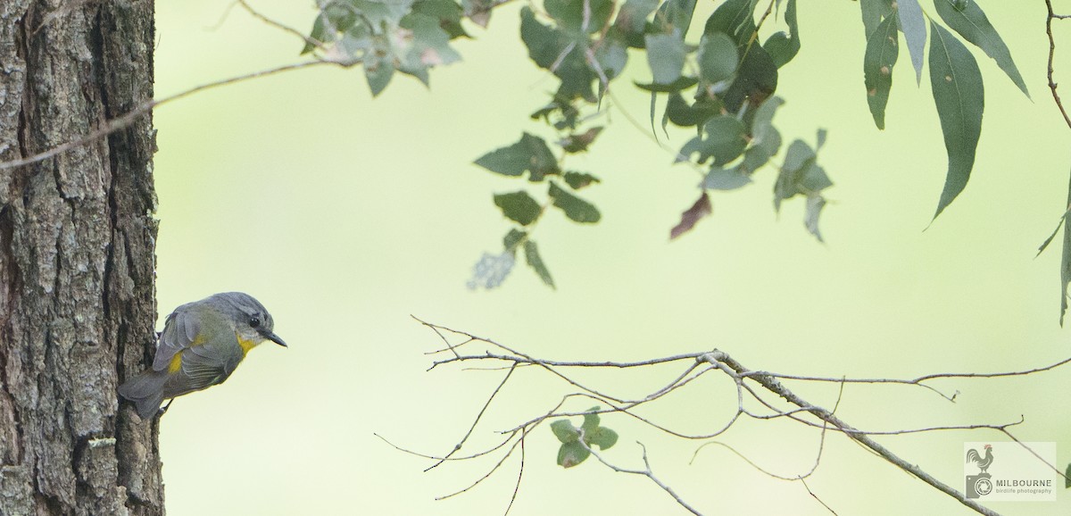 Королець жовтий - ML645438080