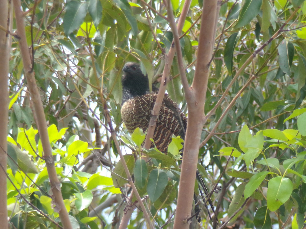 Pheasant Coucal - ML645438088