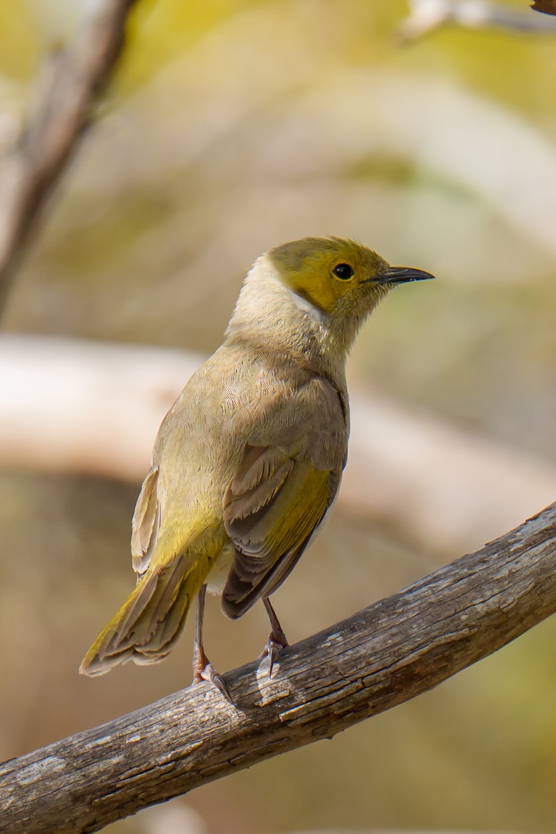 hvitsmykkehonningeter - ML645438104