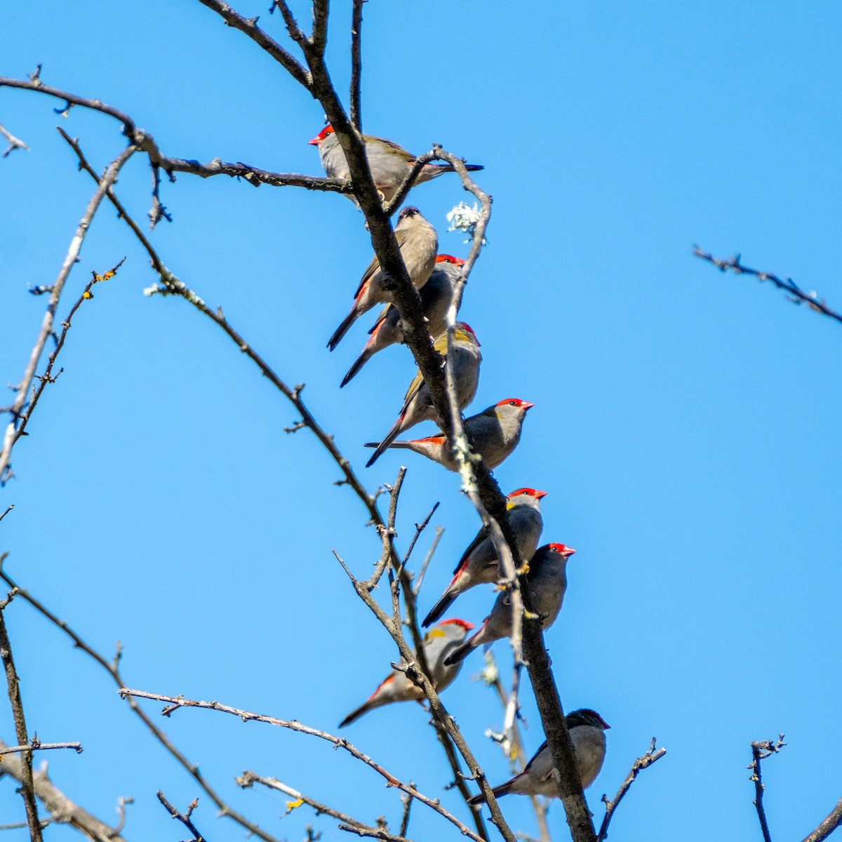 Al Kaşlı Belikınalı - ML645438105