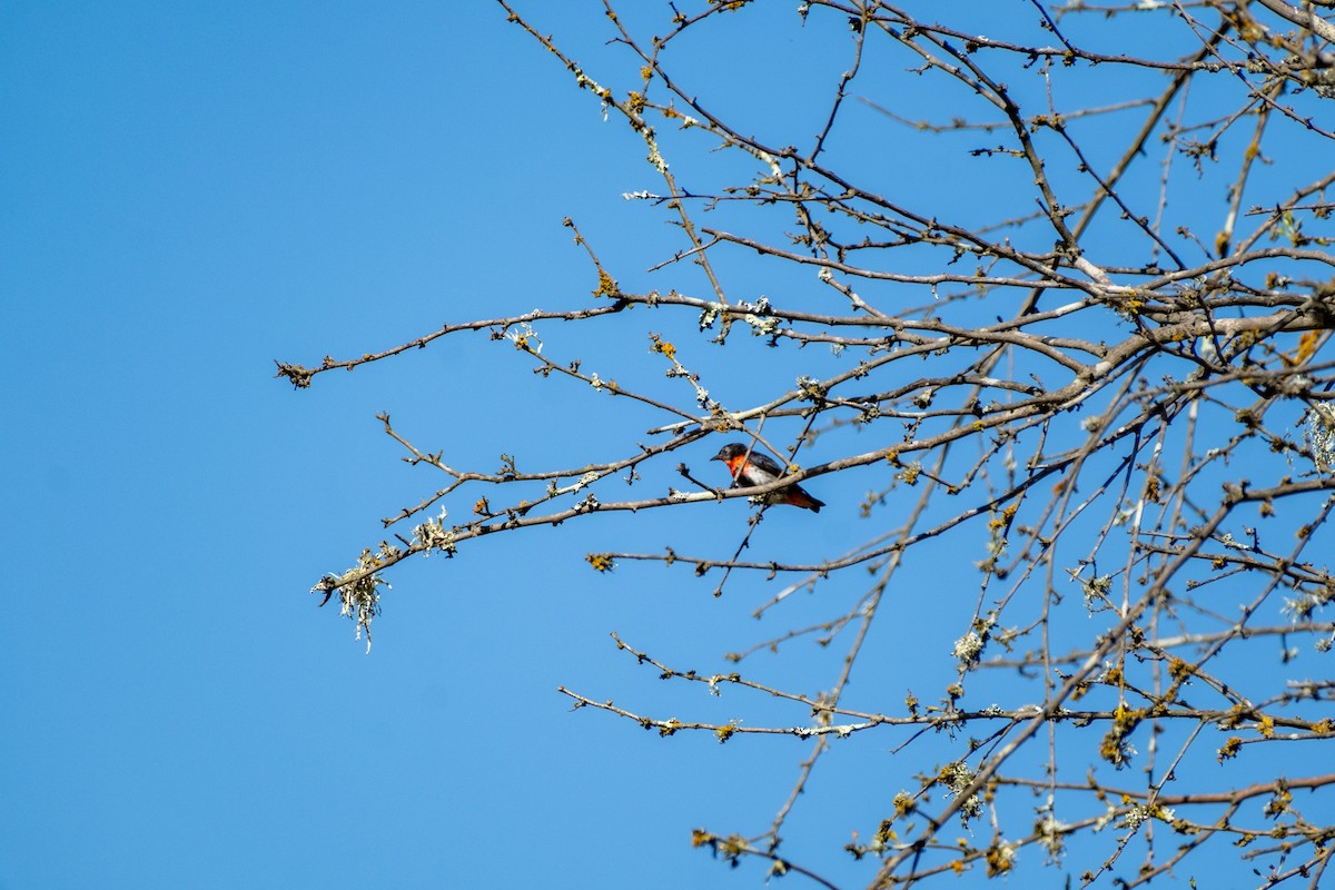Mistletoebird - ML645438107