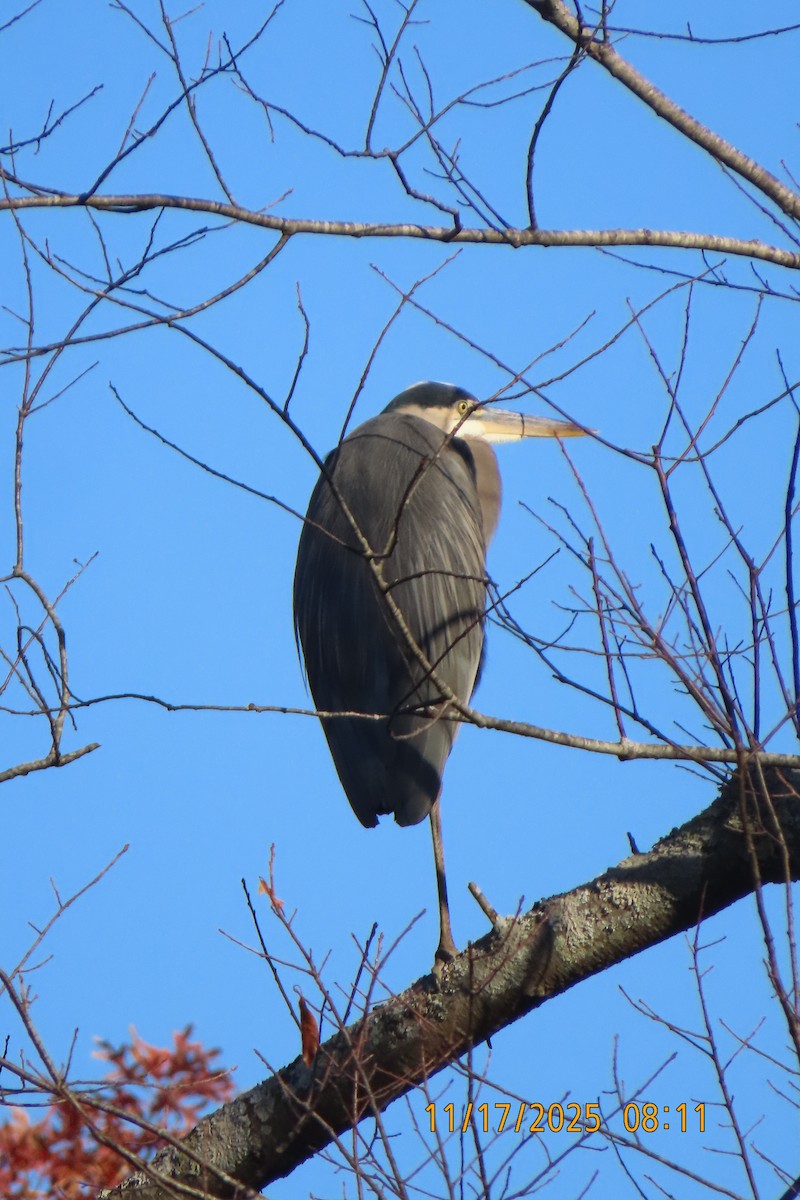 Great Blue Heron - ML645438108