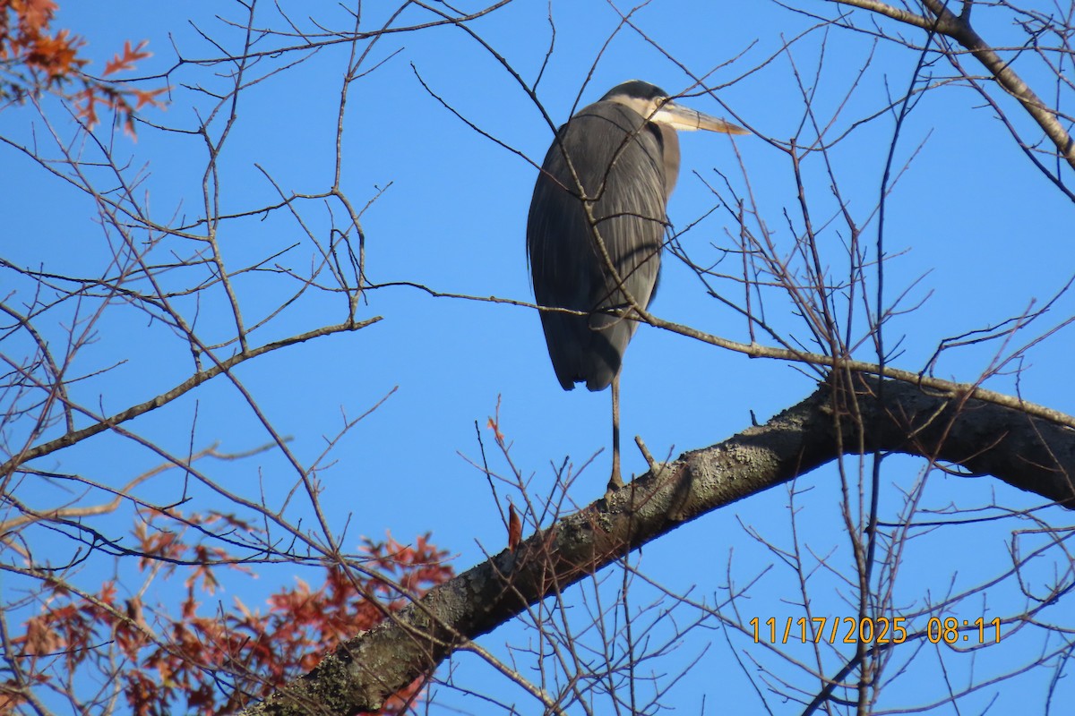 Great Blue Heron - ML645438109