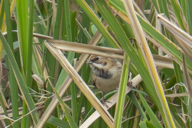 Pallas's Bunting - ML645438123