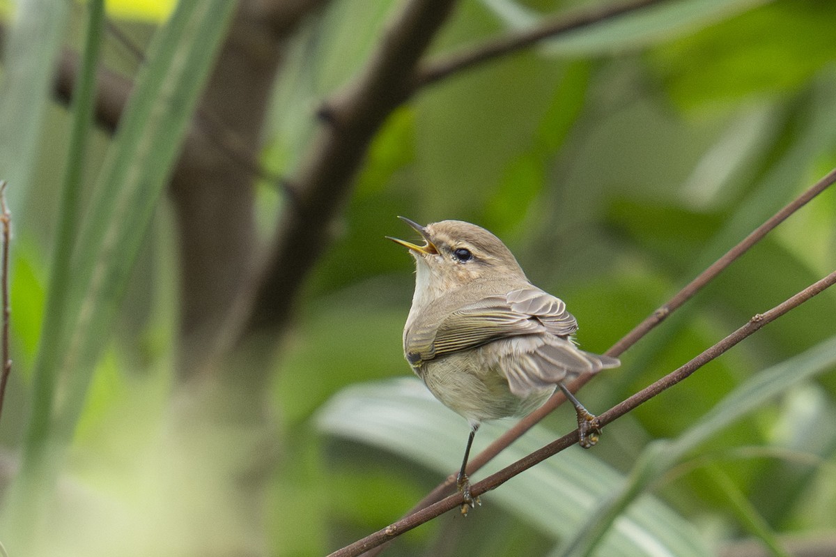 Pouillot véloce - ML645438124