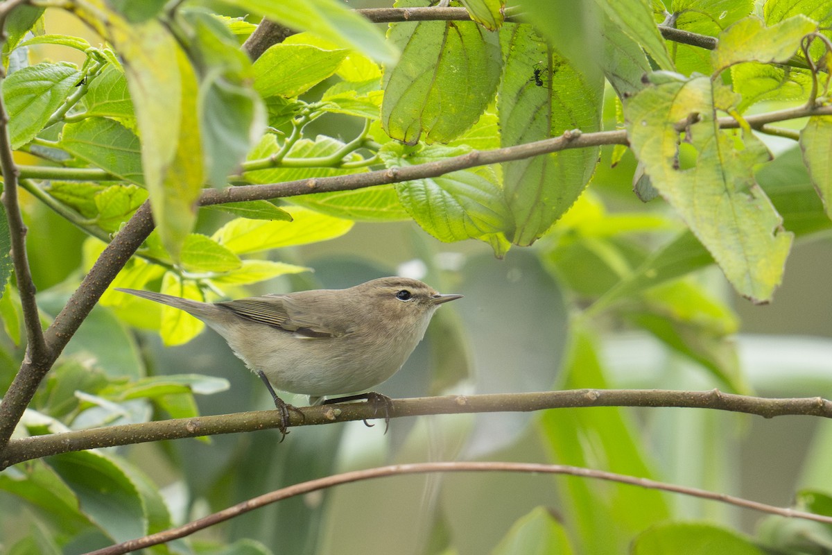 Pouillot véloce - ML645438126