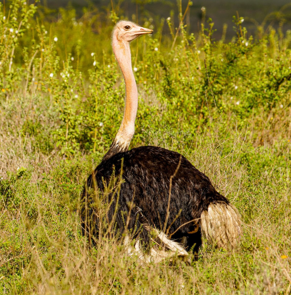 Autruche d'Afrique - ML645438131