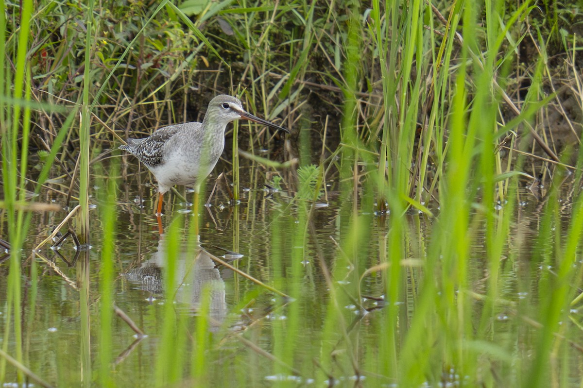 Chevalier arlequin - ML645438133