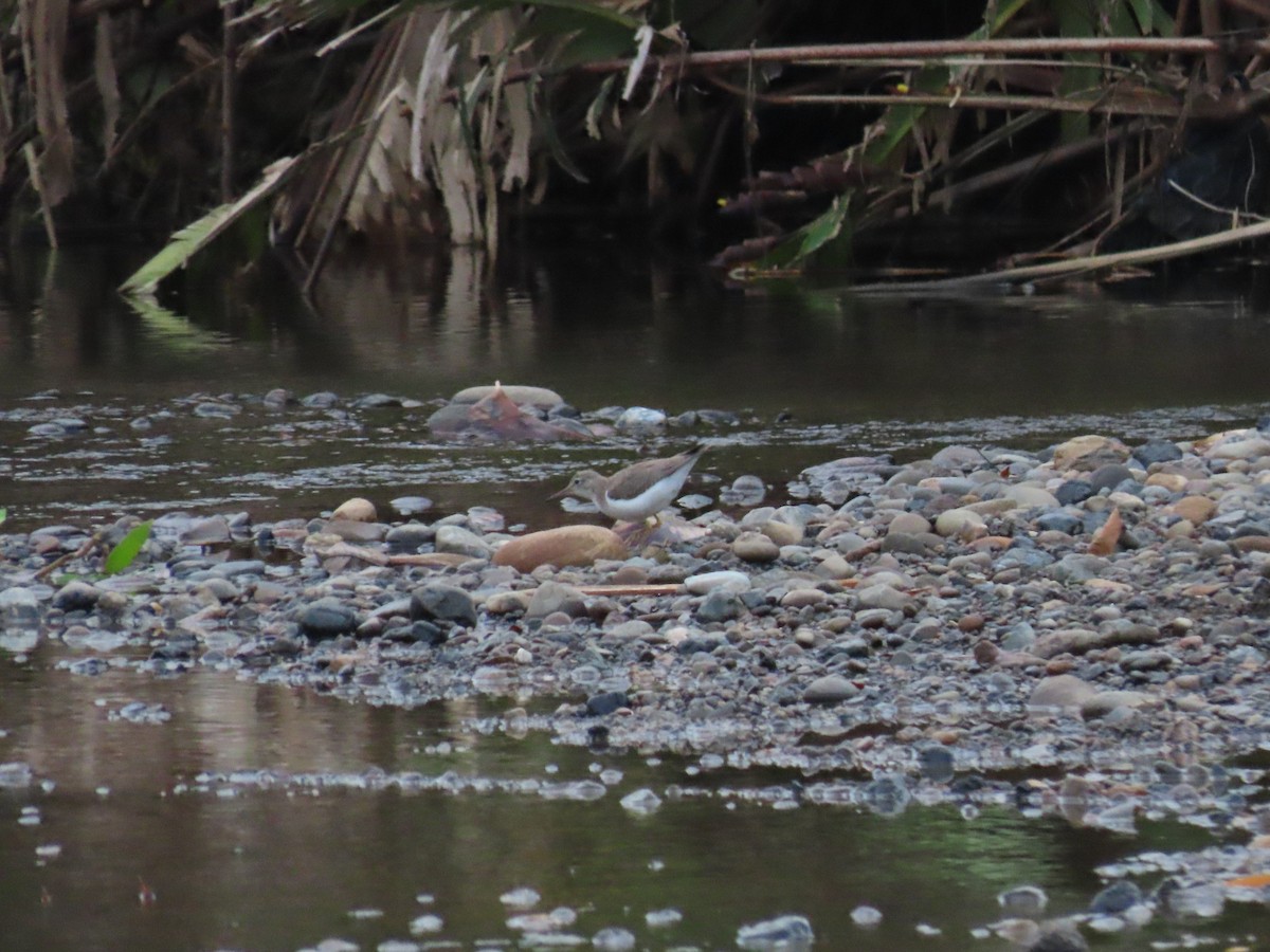 Chevalier grivelé - ML645438134