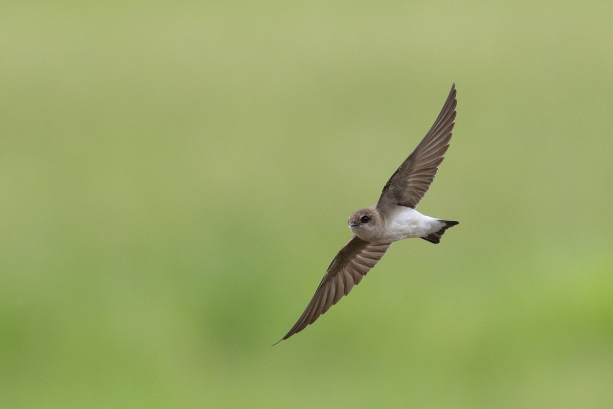 Hirondelle à gorge grise - ML645438135