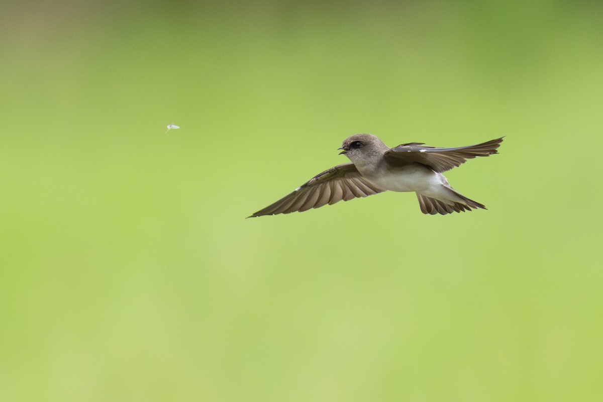 Hirondelle à gorge grise - ML645438137