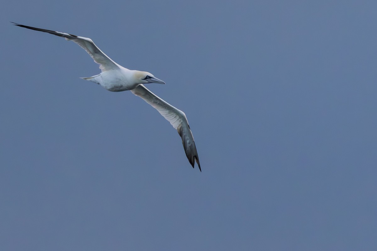 Fou de Bassan - ML645438138