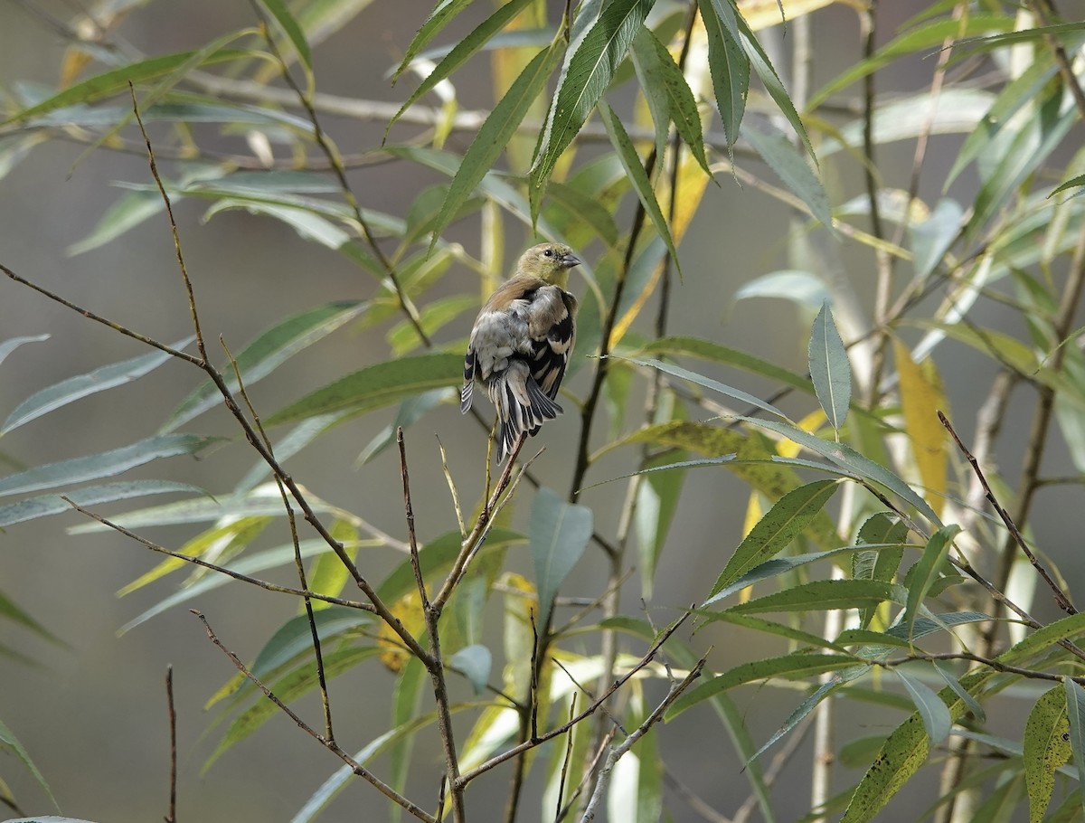 Chardonneret jaune - ML645438139