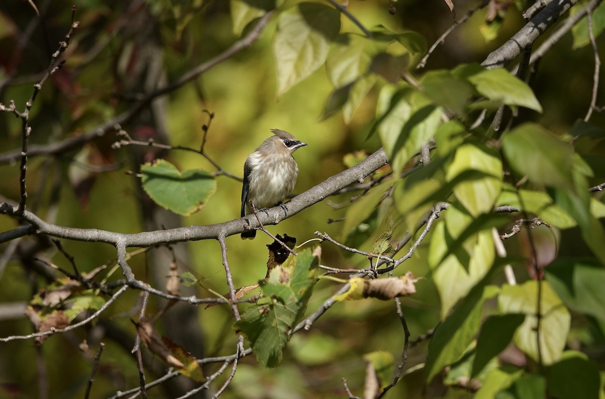 Jaseur d'Amérique - ML645438140