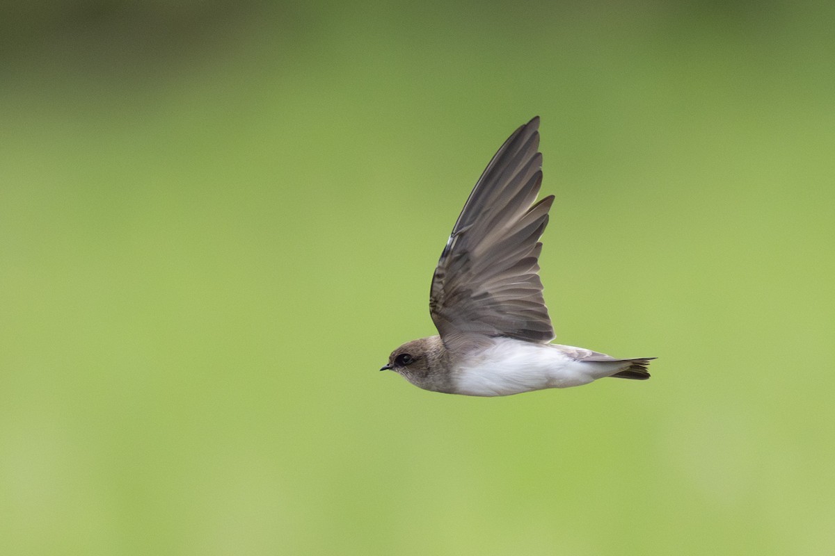 Hirondelle à gorge grise - ML645438141