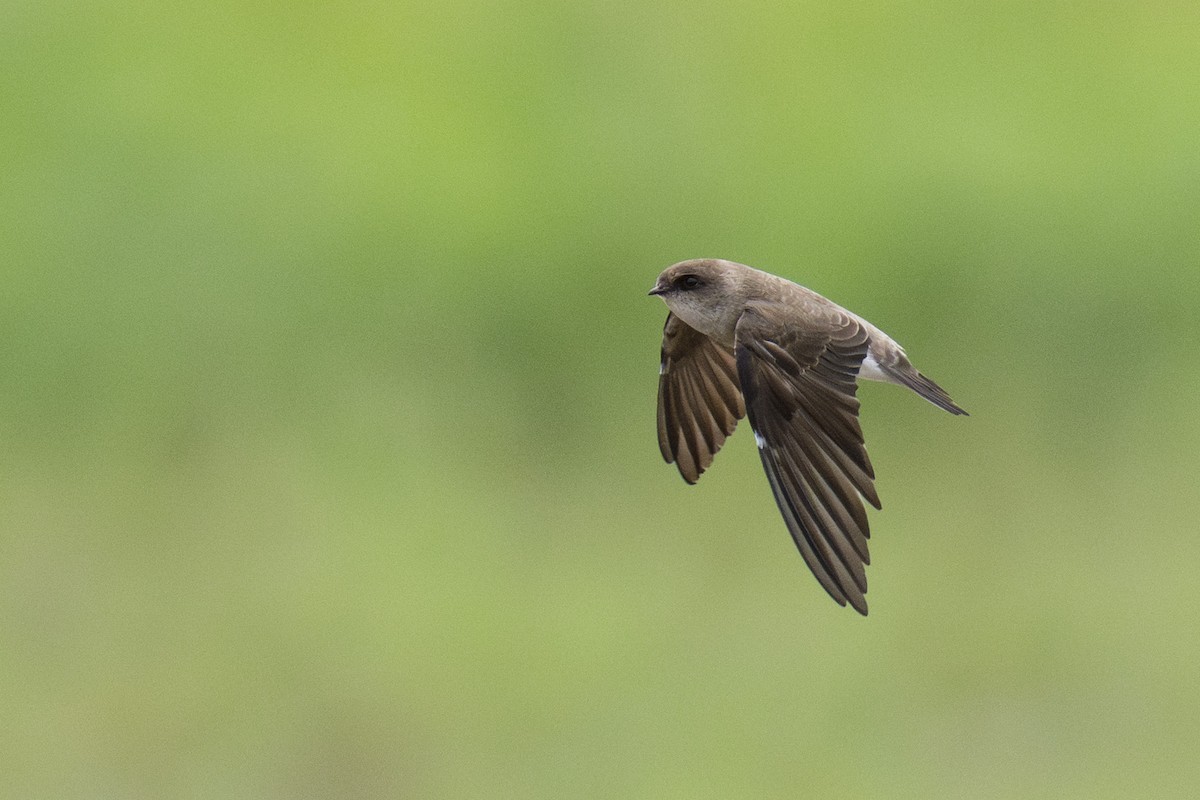 Hirondelle à gorge grise - ML645438142