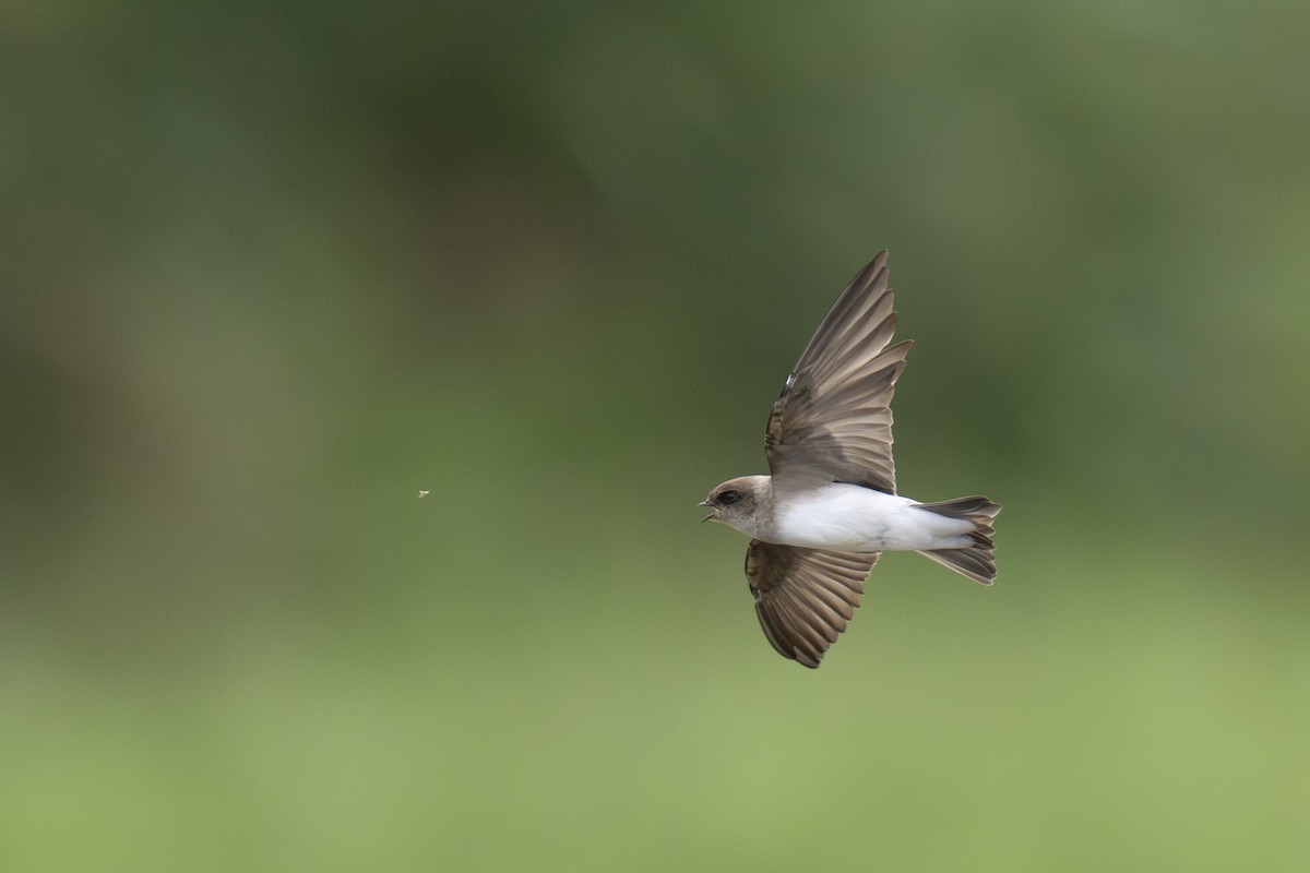 Hirondelle à gorge grise - ML645438143