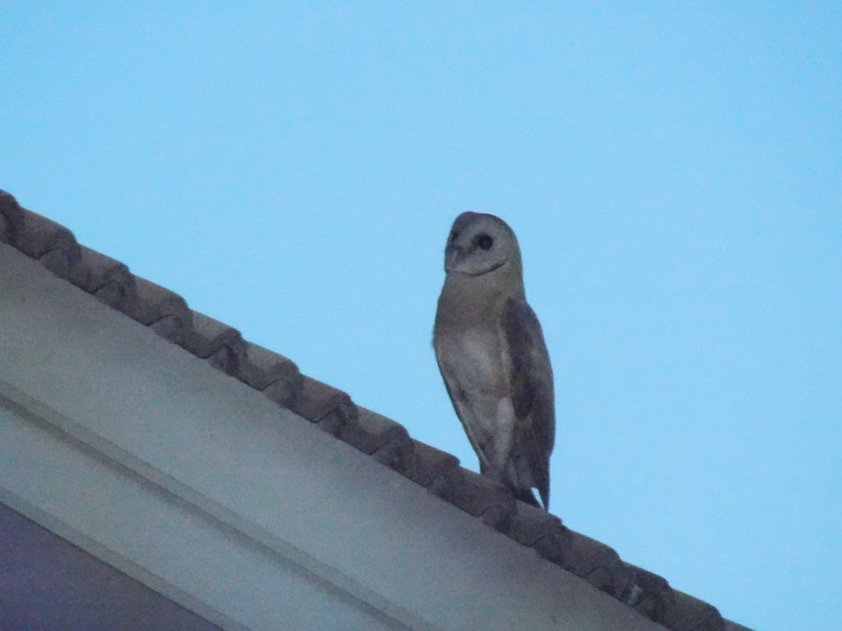 Effraie orientale - ML645438145