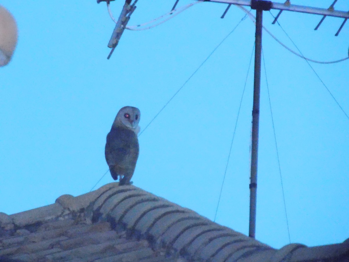 Effraie orientale - ML645438146