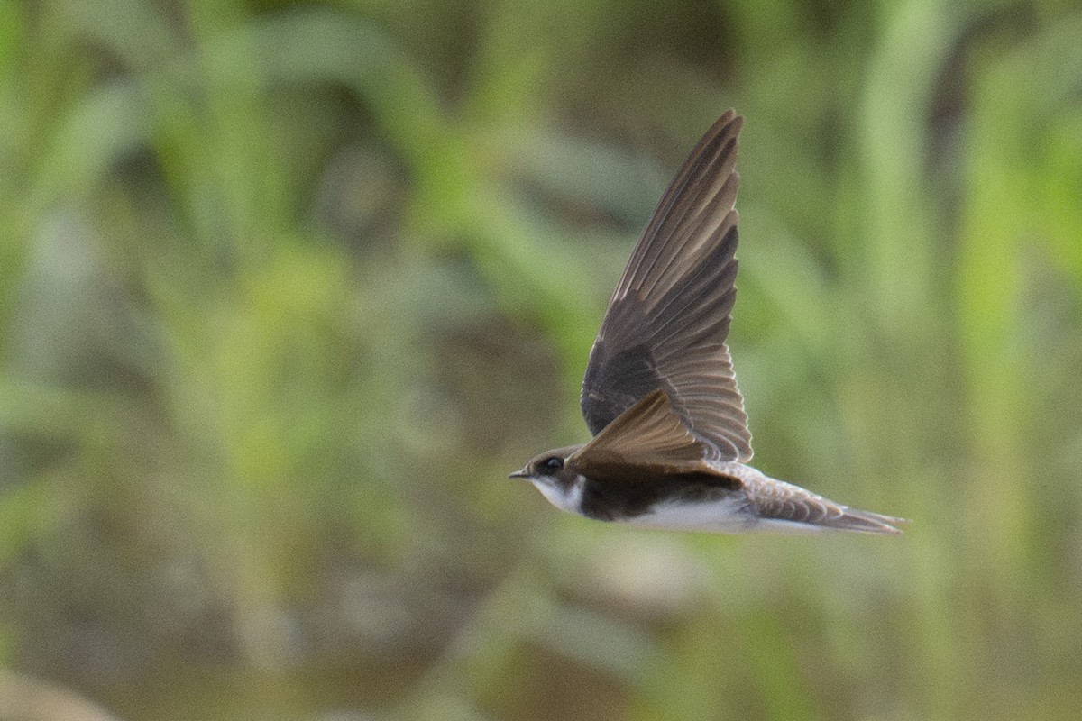 Hirondelle de rivage - ML645438147